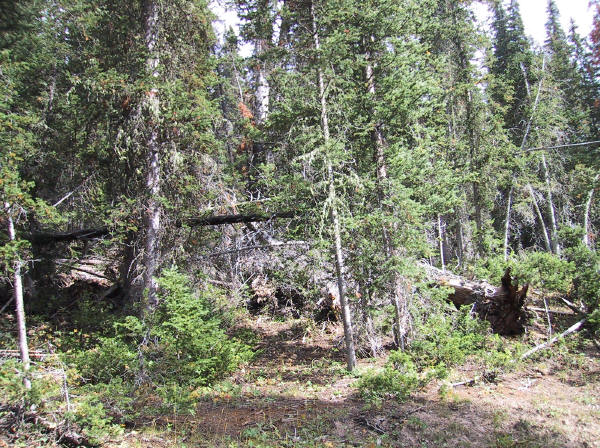 Deadfall major cause of Forest Fires