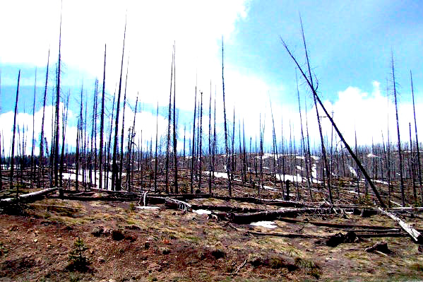 Forest regrowth after 14 years