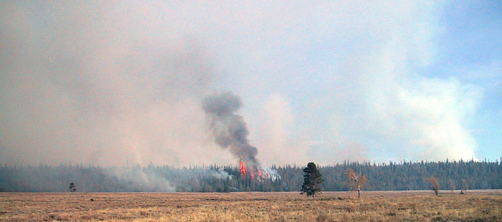 Prescribed Fire Burn