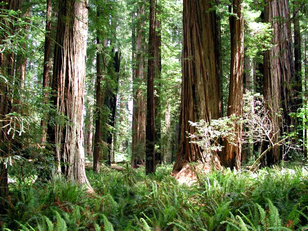 JW-Redwood Trees