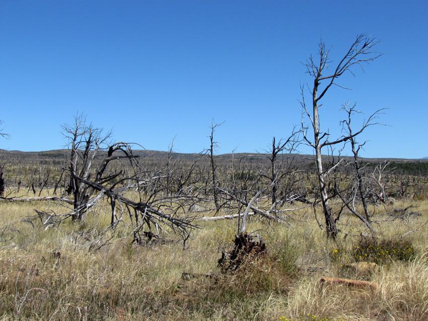 Mesa Verde 2000 fire