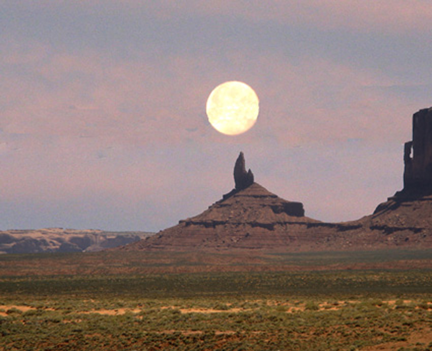 Moon Howling Coyote