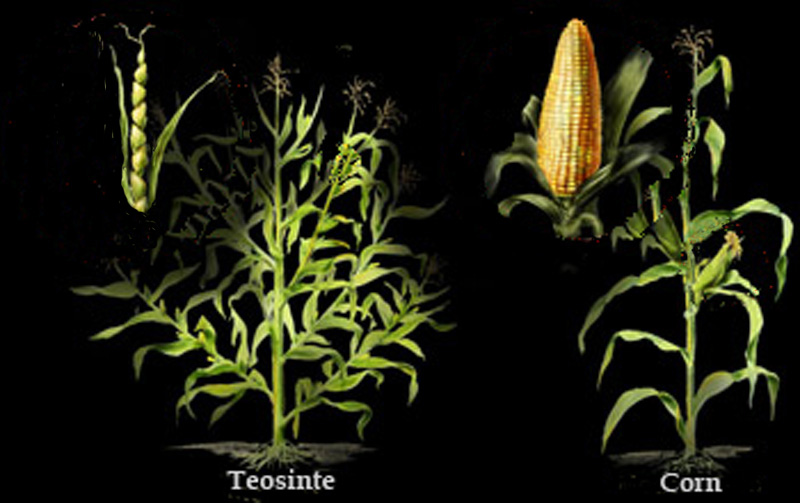Hybridization of Teosinte into Corn
