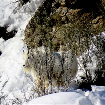 Mountain Goat - Snake River Canyon